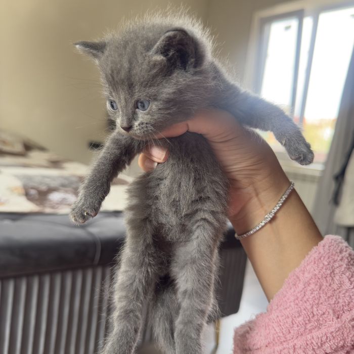 Отдам котят бесплатно