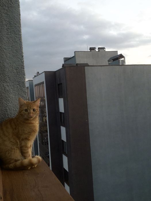 Рыжий котенок.