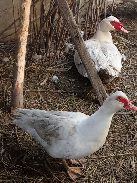 Индоутки тяжёлой линии