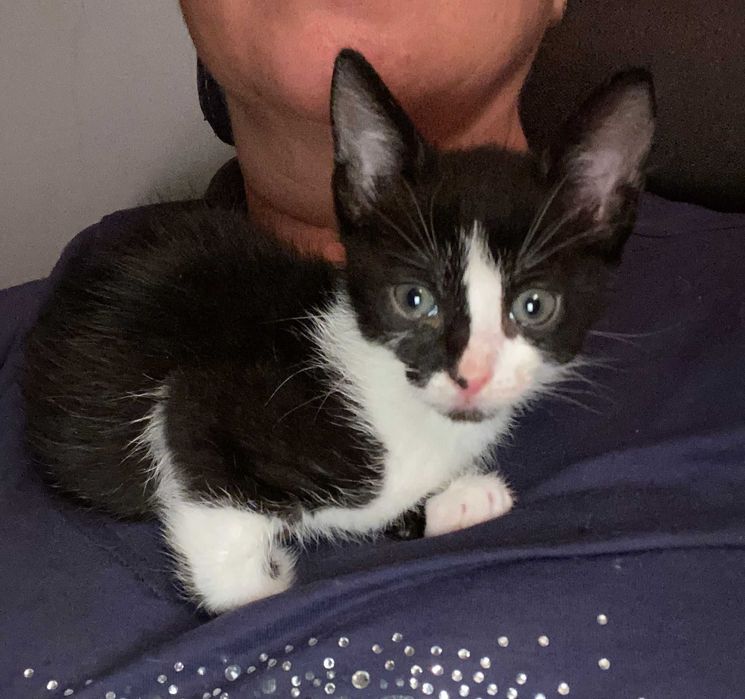 Adoptie pui de pisica Marian