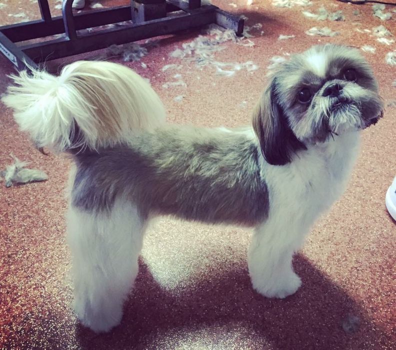 Tund câini și pisici la salon in sect. 4/Tuns caini/Pisici