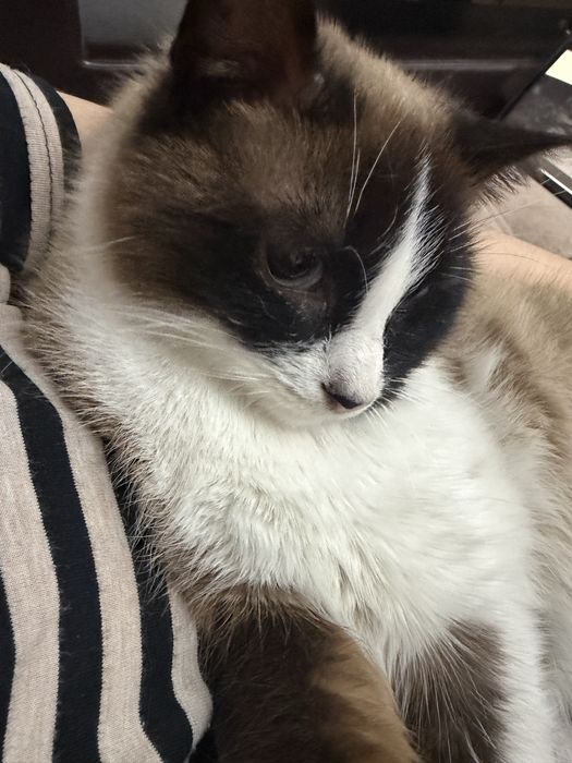 Отдадим кошку в добрые руки