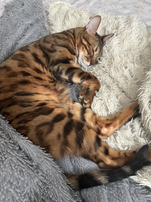 Отдам кота в добрые руки