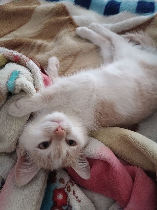 Отдам котенка примерно 3 месяца, мальчик
