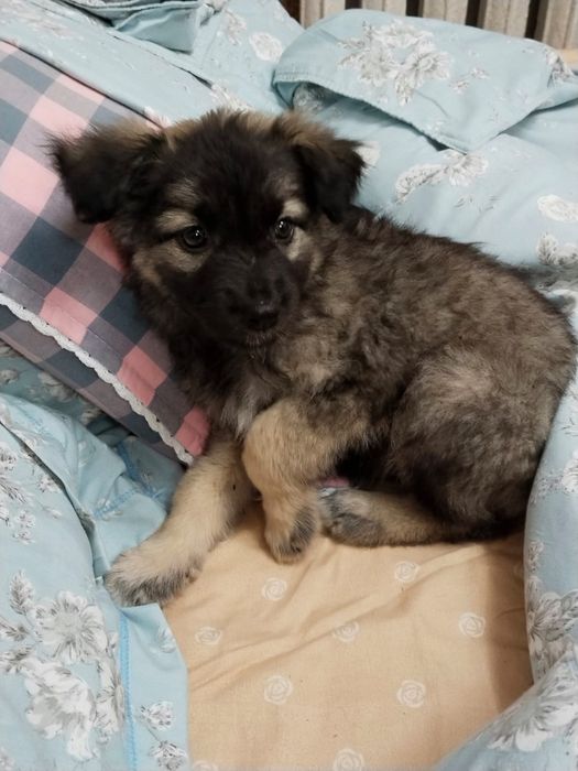 Щенок в добрые руки