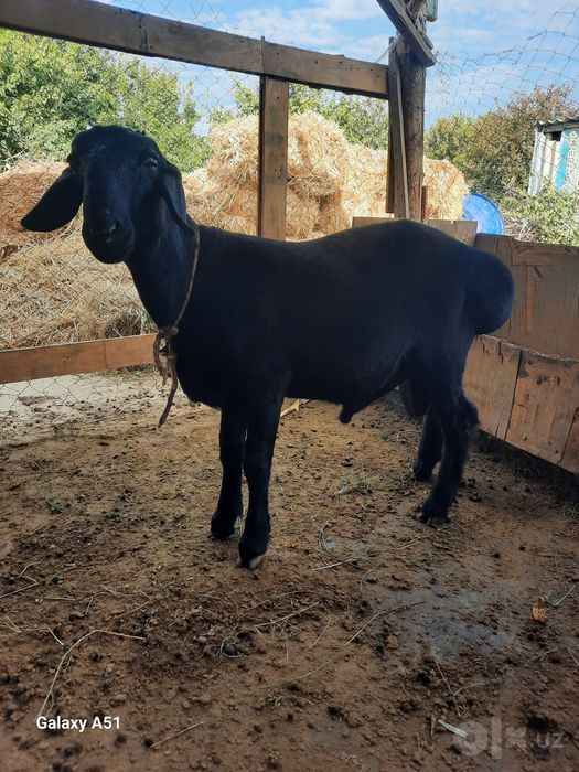 Qazoqi qo'y sotiladi