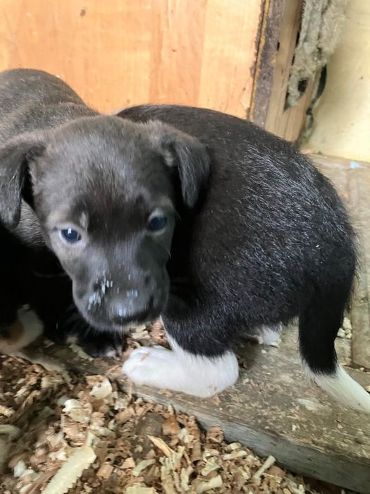 щенки в добрые руки