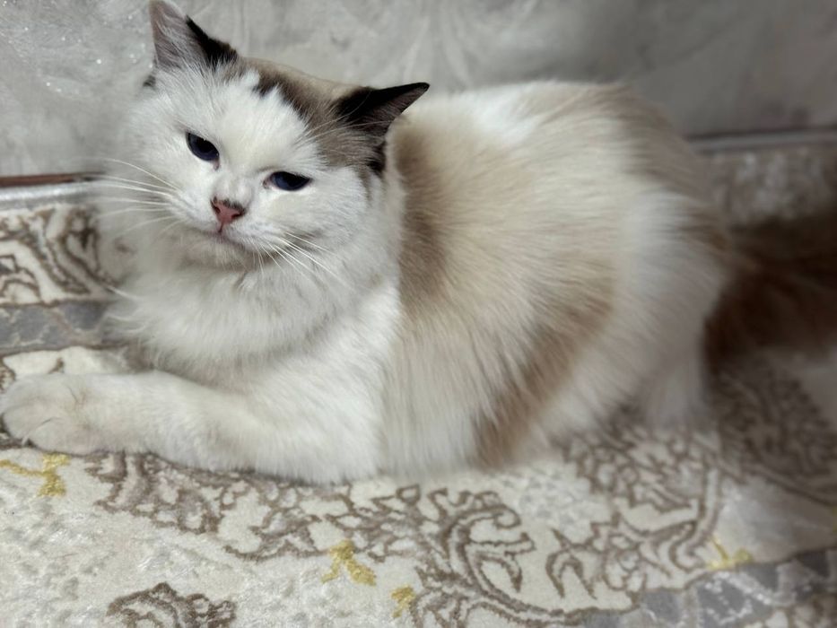 Элитная пара Regdoll с голубыми глазами