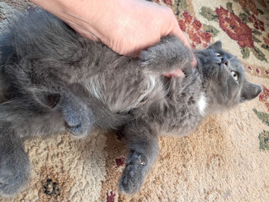 Котенок пепельный окрас, 2 мес.