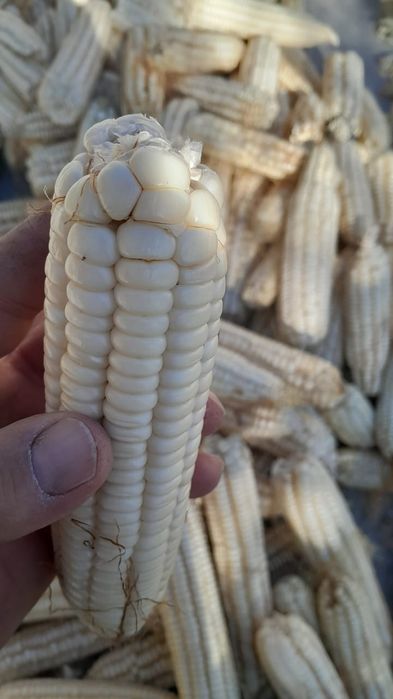 Үлкен қара ареолалары бар әжелердің онлайн порносын қараңыз