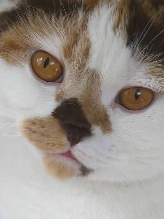 Отдам кошечку скотиш страйт