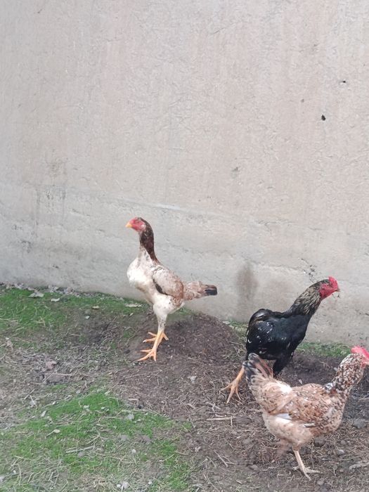 Dakan tovuq sotiladi