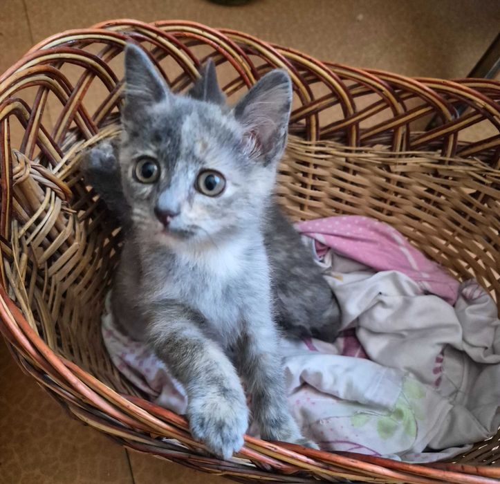 милые котята в добрые руки