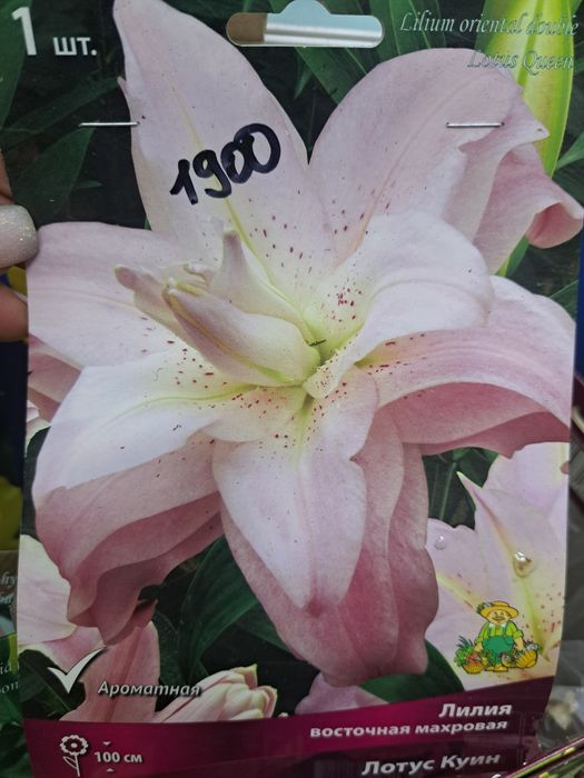 Продаю луковицы лилий