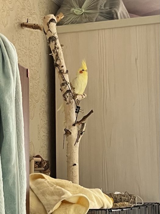 Корелла, ручная, с клеткой