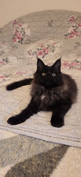 Motanel Maine Coon XXL