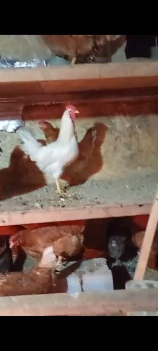 Домашние легорн петухи