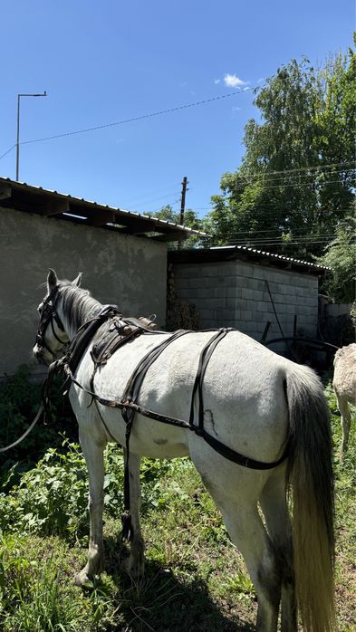 Продам бричку в комплекте,ат арба сатылады