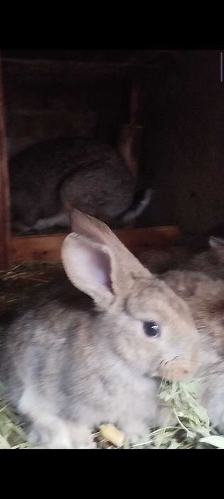 Quyon bolalari sotladi