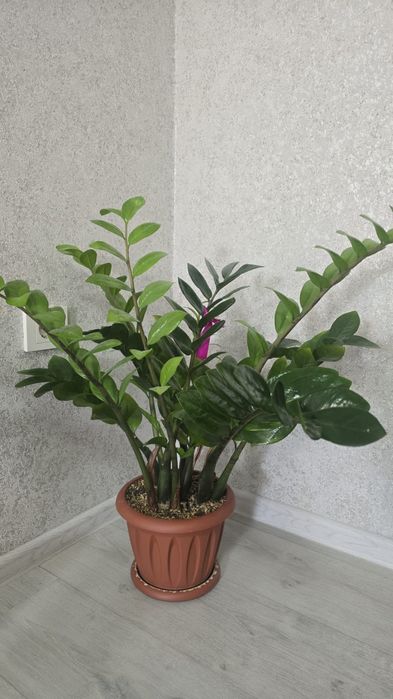 Продам срочно цветы