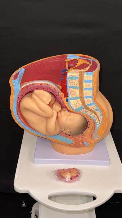 Анатомический ТОРС макет 85 см 19 частей.Anatomik Tors 85 sm 19 chasty