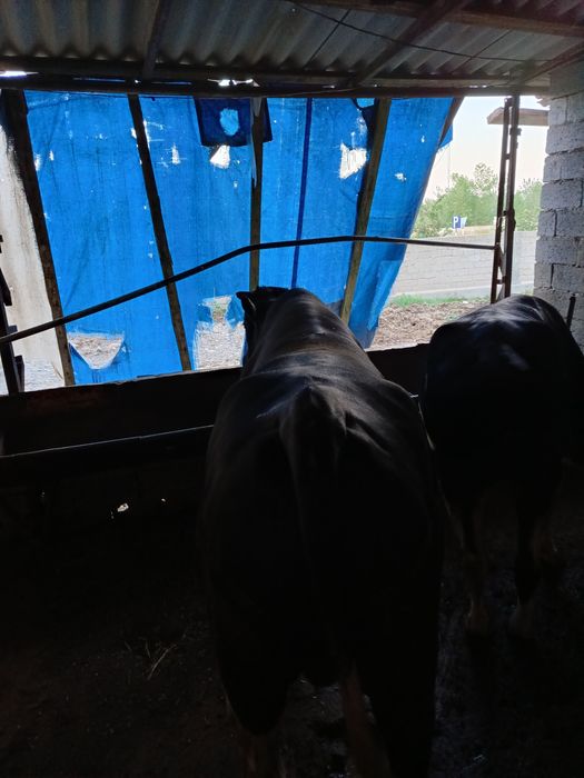 Семиз бука зотлика хам булади