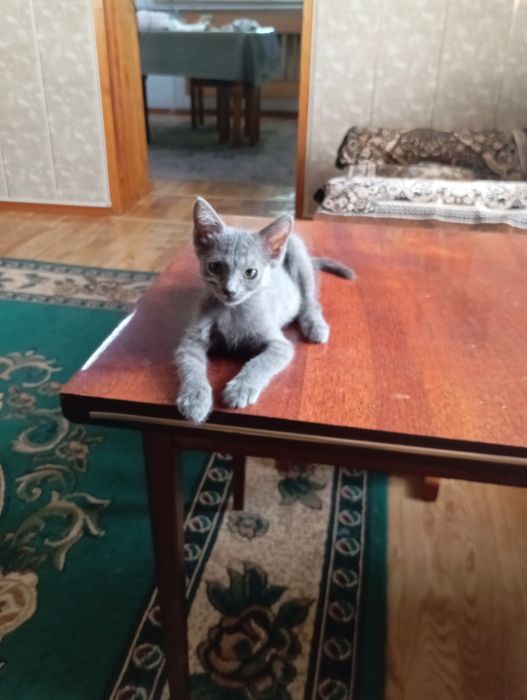 Добрый хозяин, отзовись.