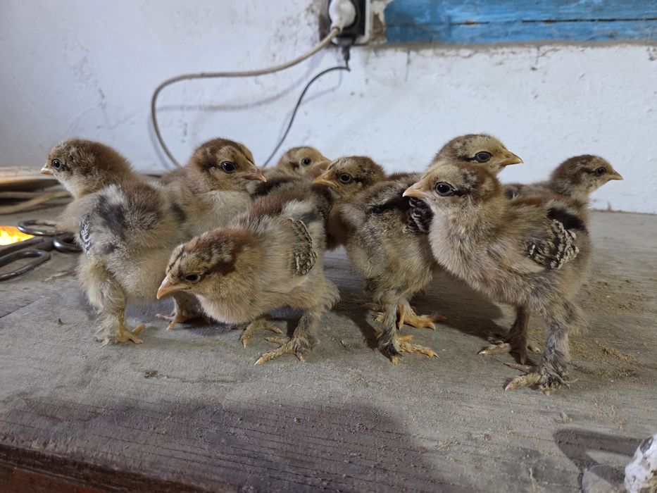 Цыплята брама...