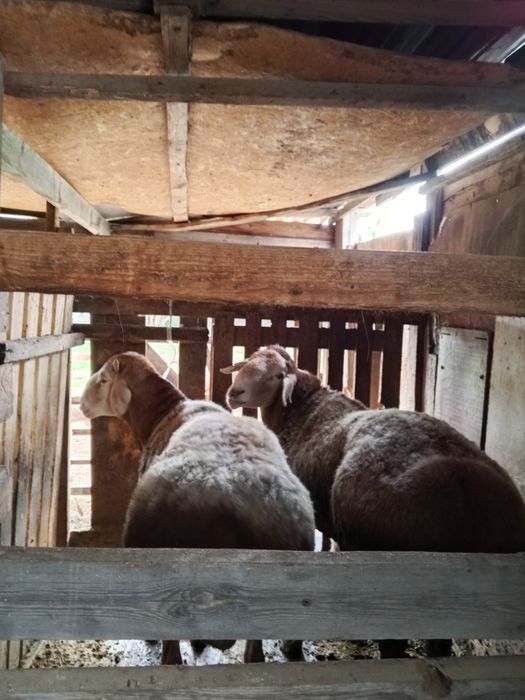 Продается кошкар