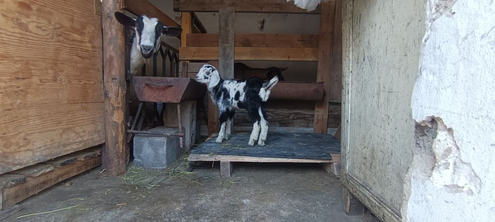 Еркек нуб лак сатылады