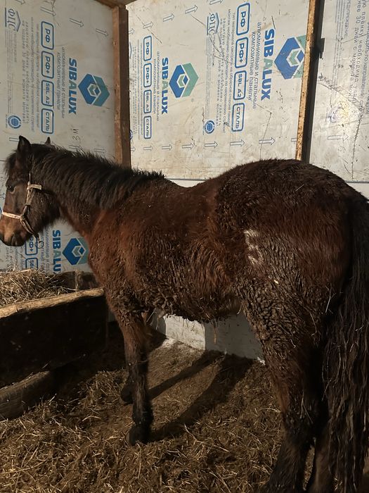 тай сатылады соғымға ұрғашы