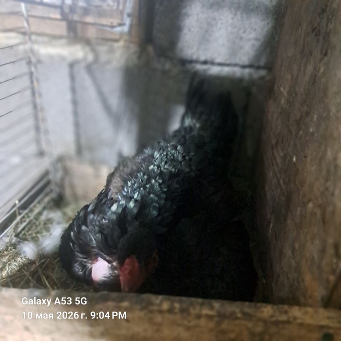 Продам домашних кур квочки