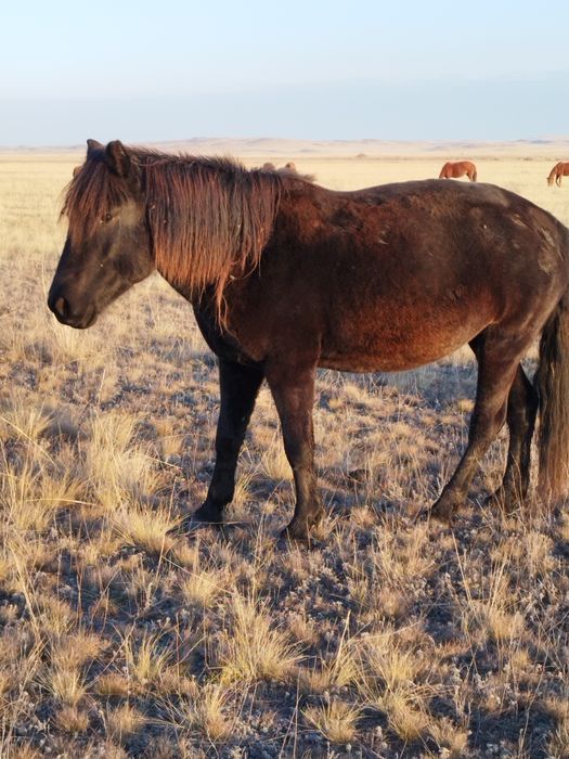 Ту бие потсос  сатылады