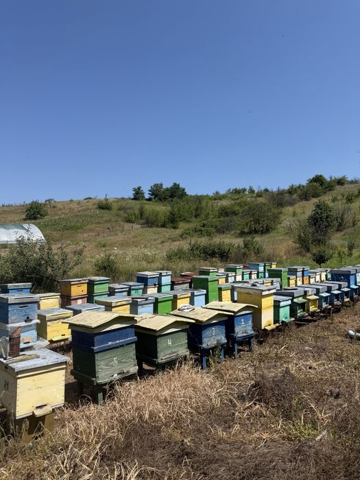 Vand stupi si miere naturala ( angro 15 lei kg) sau la kg