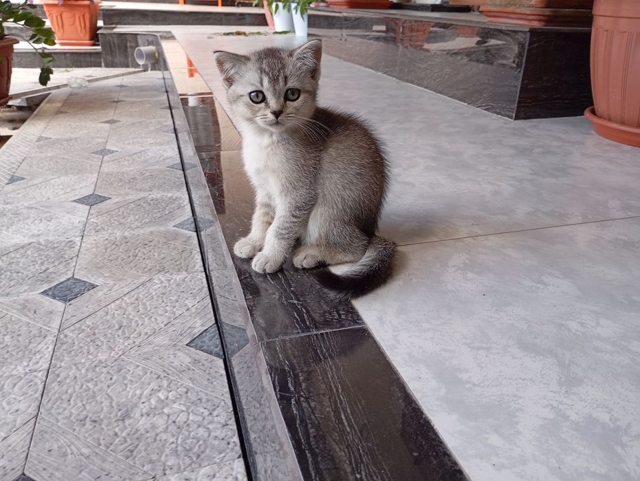 Продам Кошку девочка