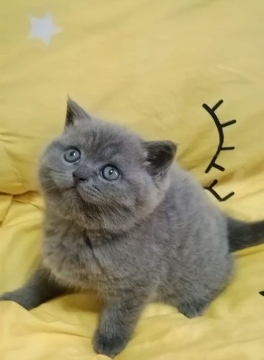 Британские котята