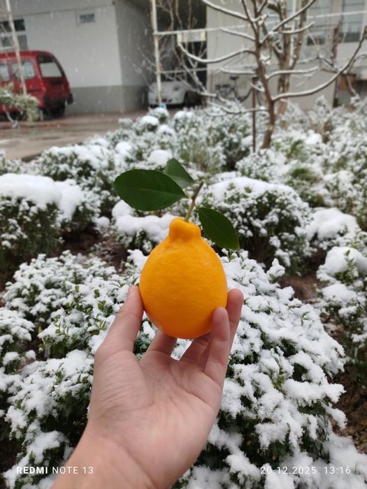 Лимон местный свой огород