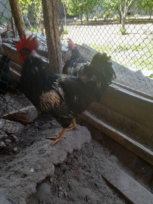 Хўрозлар сотилади.