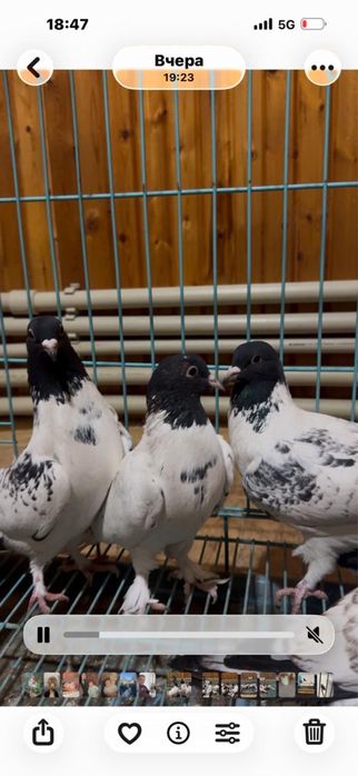 Черноголовые бакинцы