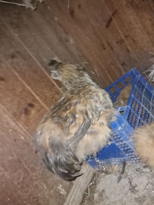 Cocoși mătase japoneză