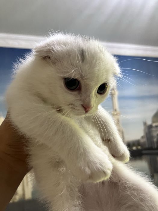 Scottish fold 3 oylik mushukchalar 100$ dan