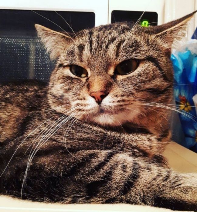 Вязка кота  срочно