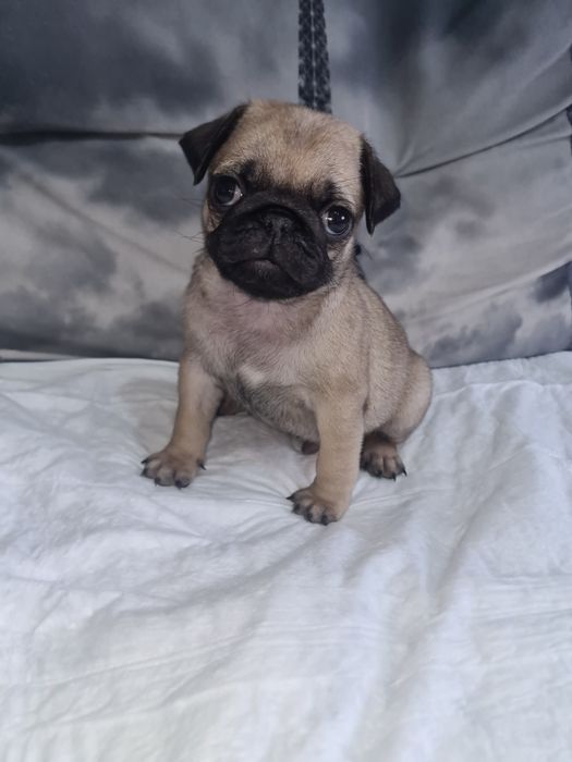 Продам щенка мопса.