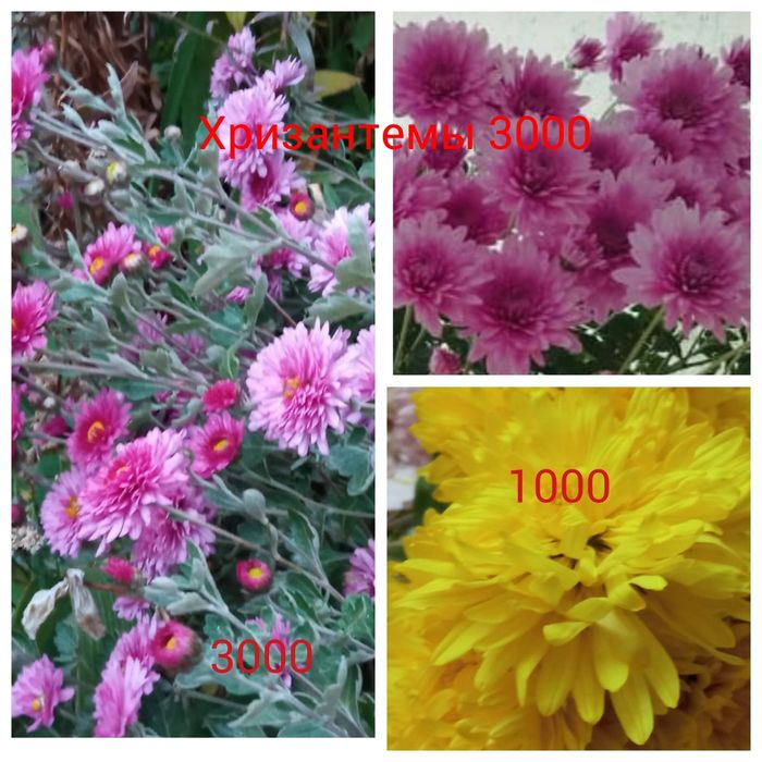 Продам многолетние цветы