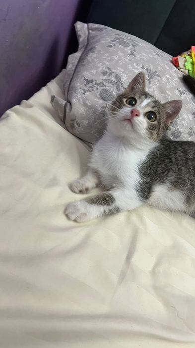 Котёнок в добрые руки