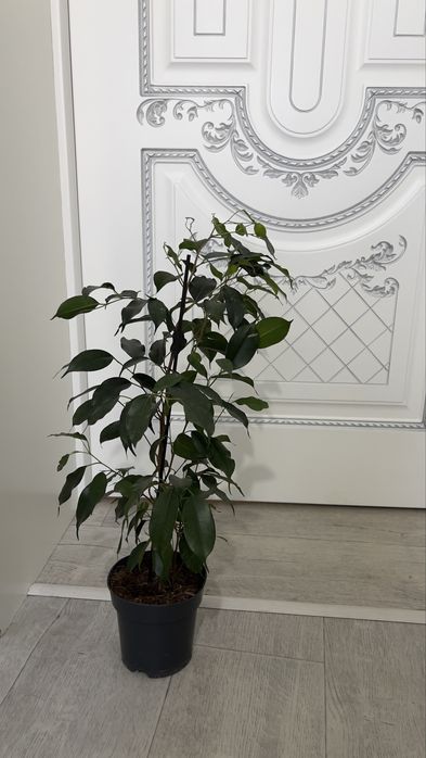 Фикус вечно зеленый