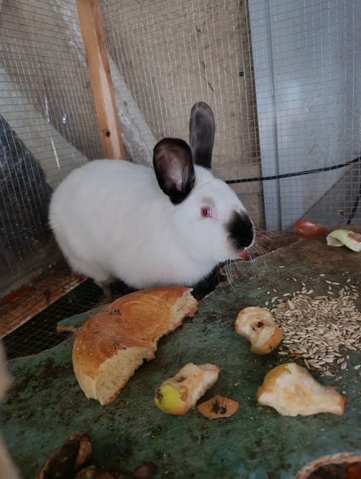 Toza zot kaliforniya