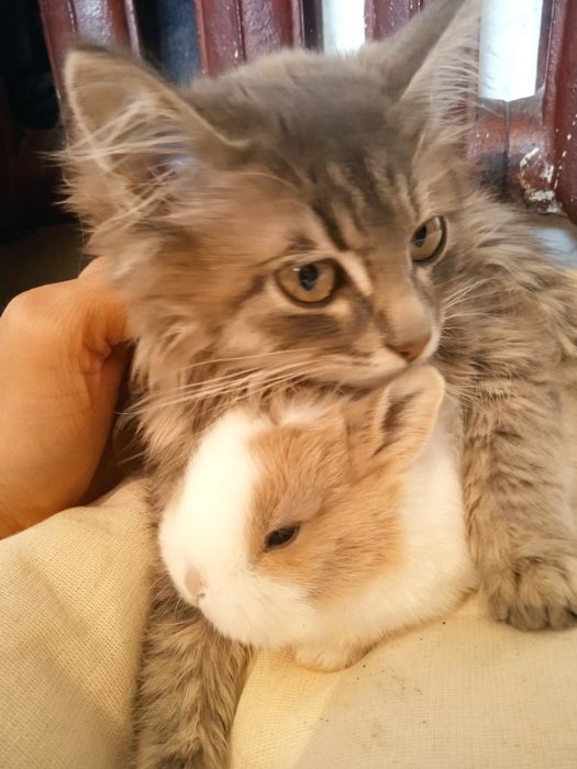 Кролики көжектер