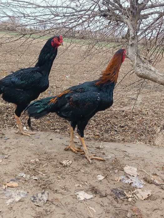 Sogligi yeb ichishi joyida bittasi bahorgi