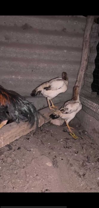 turk mokinlar.dakan tovuq/kulangi tovuqlar